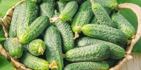 Da li je moguće i zašto zalijevati krastavce amonijakom